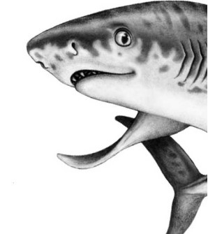 Иллюстрация к книге — Опасные волны [i_033.jpg]