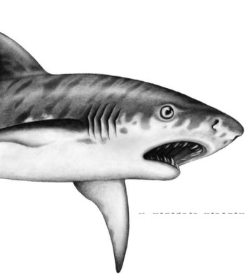 Иллюстрация к книге — Опасные волны [i_036.jpg]