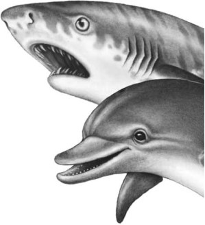 Иллюстрация к книге — Опасные волны [i_050.jpg]