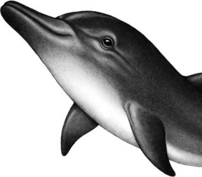 Иллюстрация к книге — Опасные волны [i_051.jpg]