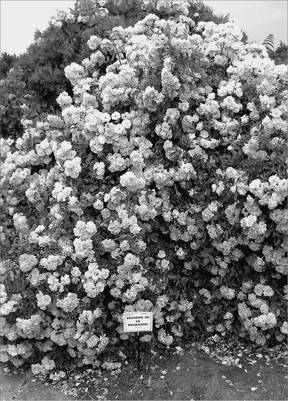 Иллюстрация к книге — Нравы Мальмезонского дворца [i_020.jpg]