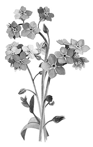 Иллюстрация к книге — Влюбленная Джейн [i_001.jpg]