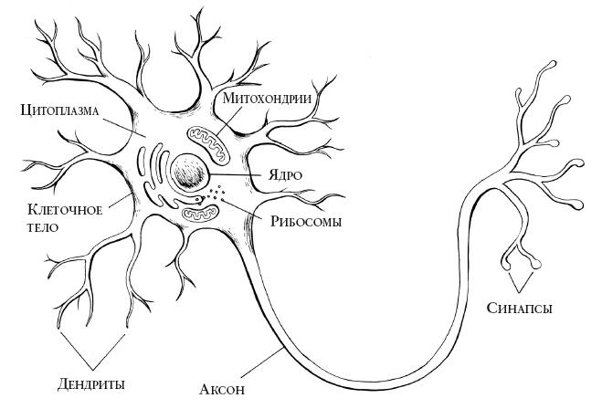 Иллюстрация к книге — В погоне за памятью. История борьбы с болезнью Альцгеймера [i_002.jpg]
