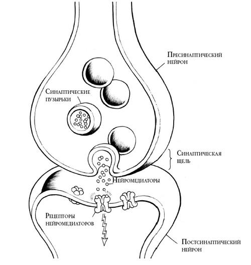 Иллюстрация к книге — В погоне за памятью. История борьбы с болезнью Альцгеймера [i_004.jpg]