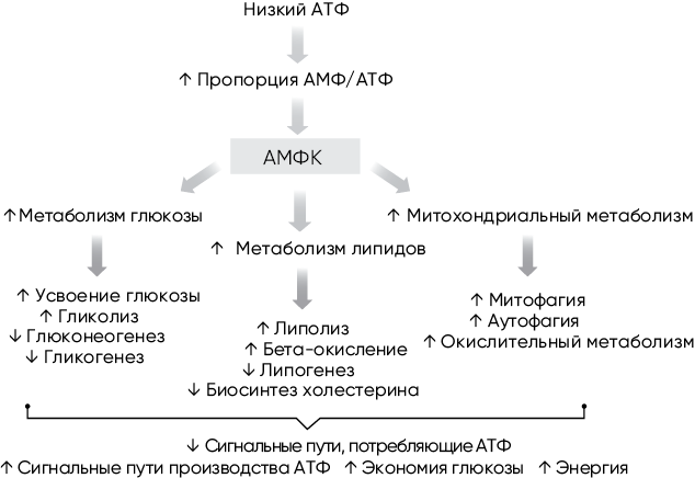 Иллюстрация к книге — Код долголетия. 12 понятных и доступных способов сохранить здоровье, ясность ума и привлекательность на долгие годы [i_008.jpg]