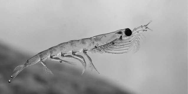 Иллюстрация к книге — Код долголетия. 12 понятных и доступных способов сохранить здоровье, ясность ума и привлекательность на долгие годы [i_045.jpg]