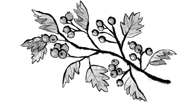 Иллюстрация к книге — Когда тигр спустился с горы [i_002.jpg]