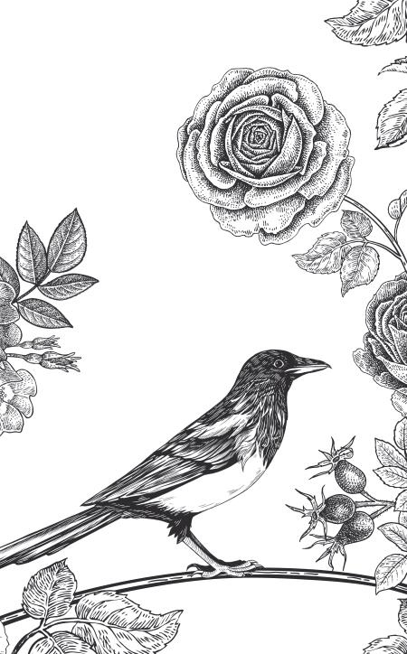 Иллюстрация к книге — Повелитель сорок [i_005.jpg]