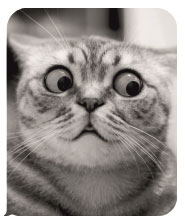 Иллюстрация к книге — Неукротимое пламя [i_001.jpg]