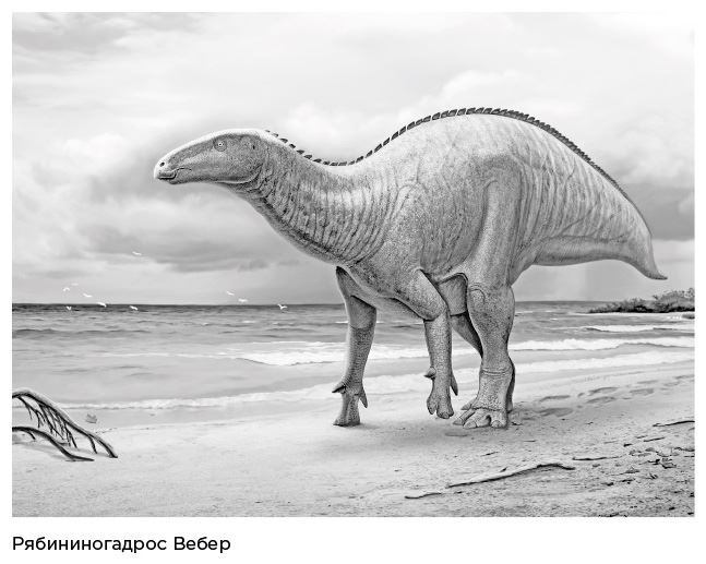 Иллюстрация к книге — Динозавры России. Прошлое, настоящее, будущее [i_010.jpg]