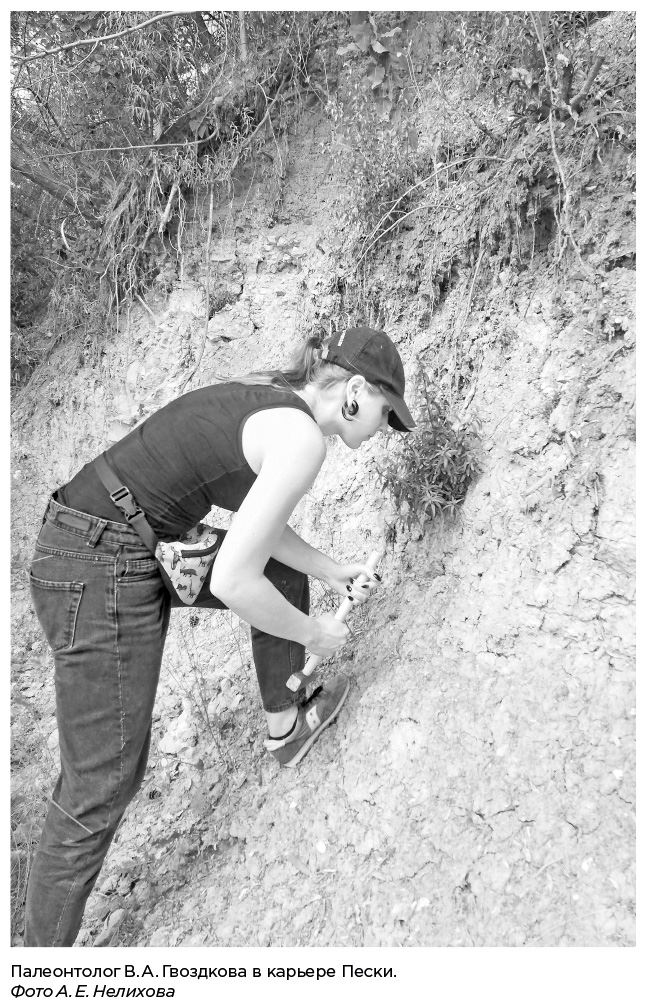 Иллюстрация к книге — Динозавры России. Прошлое, настоящее, будущее [i_015.jpg]