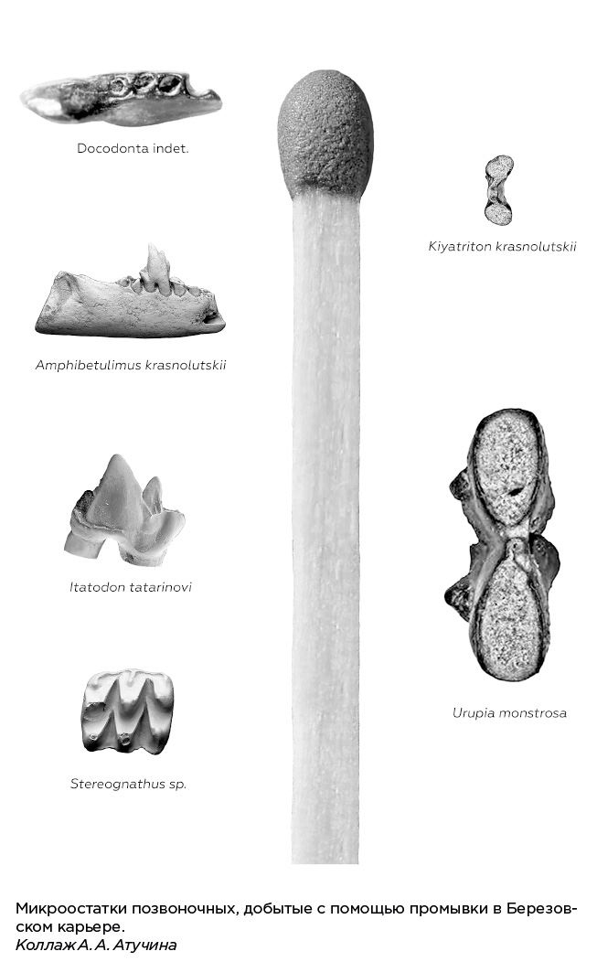 Иллюстрация к книге — Динозавры России. Прошлое, настоящее, будущее [i_026.jpg]