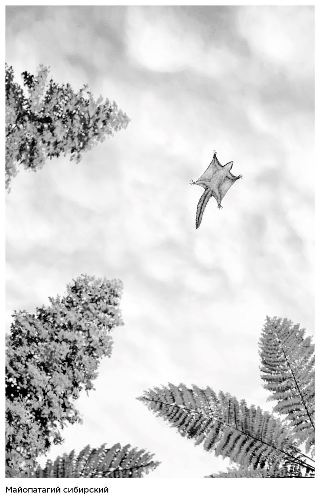 Иллюстрация к книге — Динозавры России. Прошлое, настоящее, будущее [i_027.jpg]