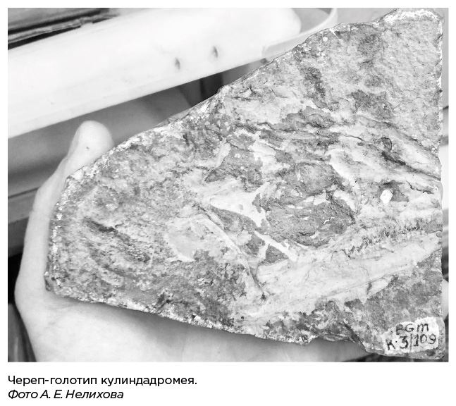 Иллюстрация к книге — Динозавры России. Прошлое, настоящее, будущее [i_033.jpg]