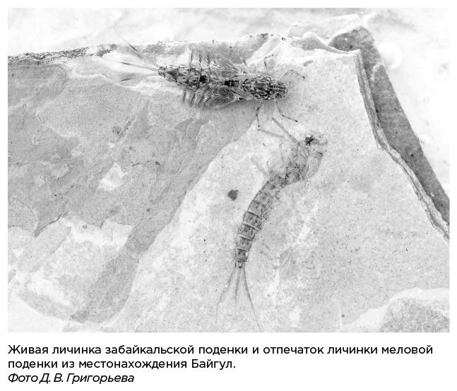 Иллюстрация к книге — Динозавры России. Прошлое, настоящее, будущее [i_035.jpg]