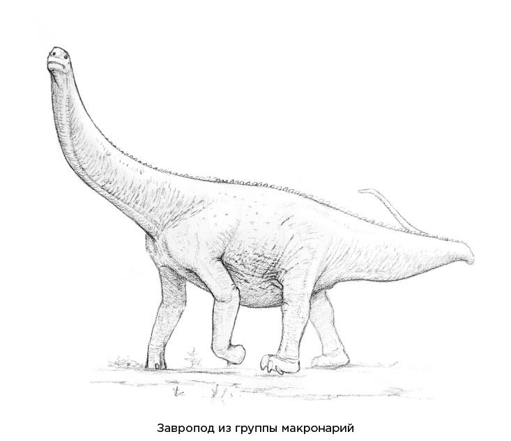 Иллюстрация к книге — Динозавры России. Прошлое, настоящее, будущее [i_036.jpg]