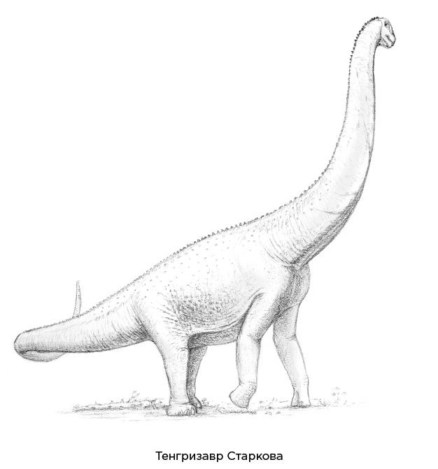 Иллюстрация к книге — Динозавры России. Прошлое, настоящее, будущее [i_048.jpg]