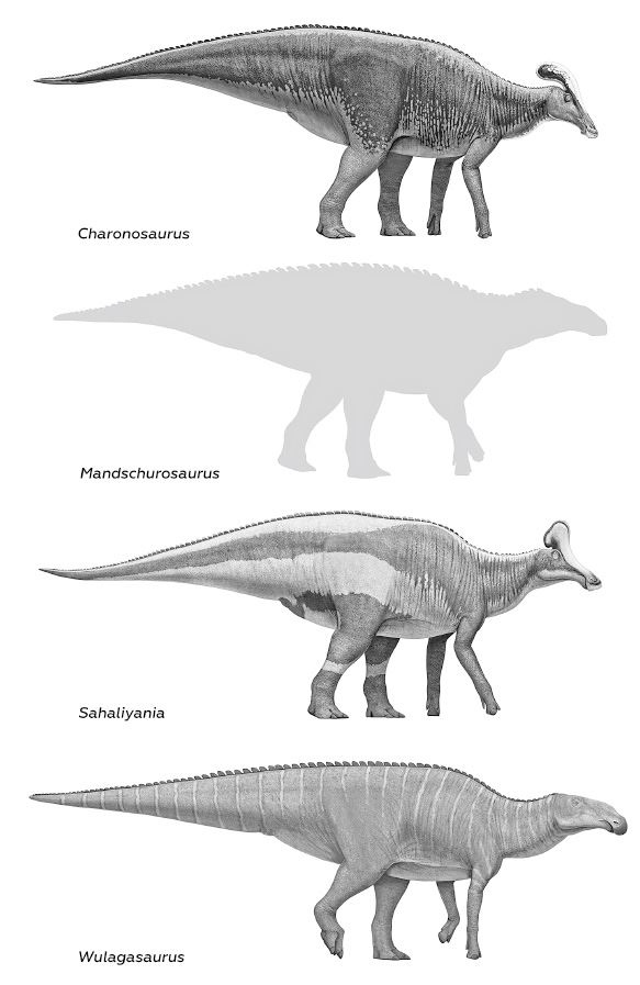 Иллюстрация к книге — Динозавры России. Прошлое, настоящее, будущее [i_056.jpg]