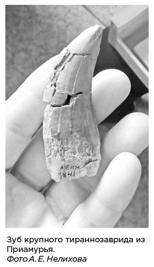 Иллюстрация к книге — Динозавры России. Прошлое, настоящее, будущее [i_058.jpg]