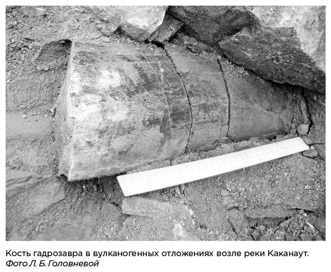 Иллюстрация к книге — Динозавры России. Прошлое, настоящее, будущее [i_061.jpg]