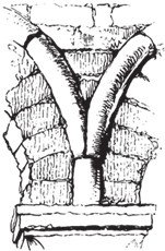 Иллюстрация к книге — Семь светочей архитектуры. Камни Венеции. Лекции об искусстве. Прогулки по Флоренции [i_068.jpg]