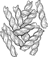 Иллюстрация к книге — Краткая история пасты. От тортеллини до карбонары [i_003.jpg]