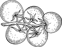 Иллюстрация к книге — Краткая история пасты. От тортеллини до карбонары [i_019.jpg]