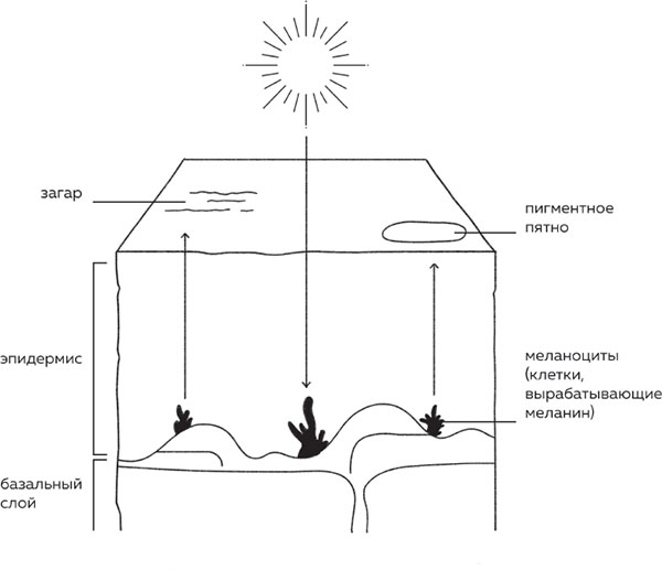 Иллюстрация к книге — Бьюти на всю голову. Все, что нужно знать о современном уходе, инновациях в косметике и уловках индустрии красоты [i_004.jpg]