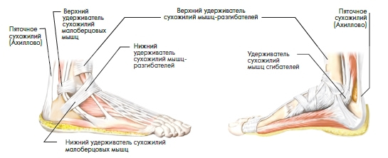 Иллюстрация к книге — Йога. Современное руководство по решению проблем [i_010.jpg]