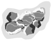 Иллюстрация к книге — Молния. История о Мэри Эннинг [i_006.jpg]