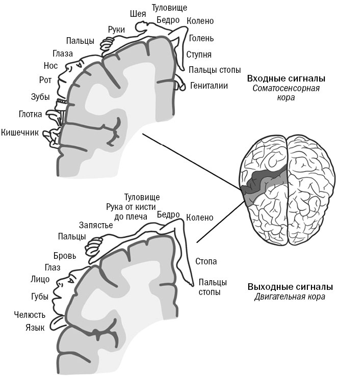Иллюстрация к книге — Живой мозг. Удивительные факты о нейропластичности и возможностях мозга [img_4.jpg]