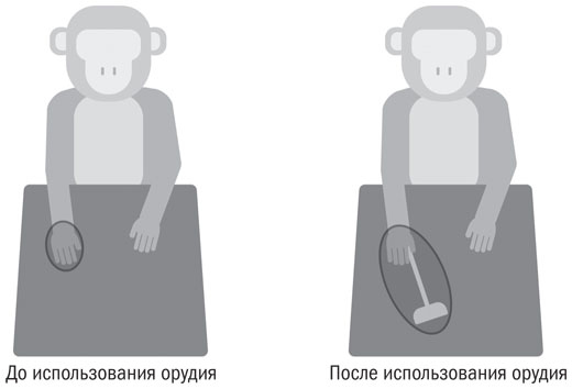 Иллюстрация к книге — Живой мозг. Удивительные факты о нейропластичности и возможностях мозга [img_40.jpg]