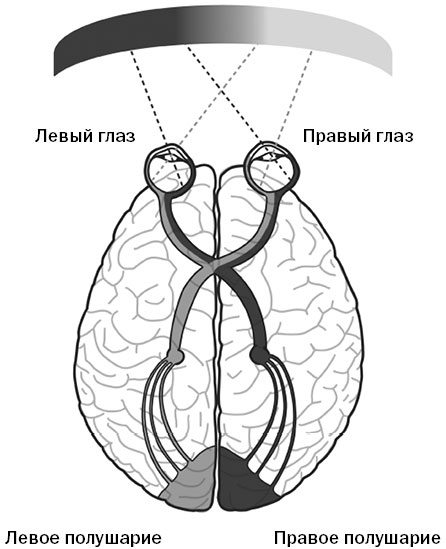 Иллюстрация к книге — Живой мозг. Удивительные факты о нейропластичности и возможностях мозга [img_49.jpg]