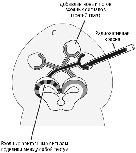 Иллюстрация к книге — Живой мозг. Удивительные факты о нейропластичности и возможностях мозга [img_52.jpg]