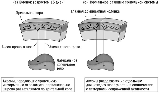 Иллюстрация к книге — Живой мозг. Удивительные факты о нейропластичности и возможностях мозга [img_54.jpg]