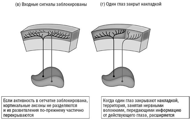 Иллюстрация к книге — Живой мозг. Удивительные факты о нейропластичности и возможностях мозга [img_55.jpg]