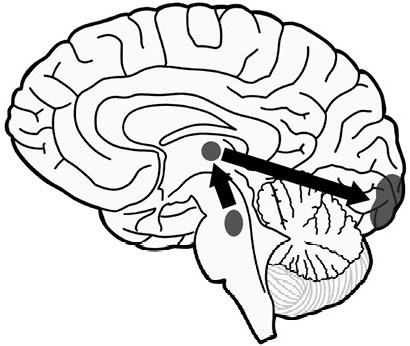 Иллюстрация к книге — Живой мозг. Удивительные факты о нейропластичности и возможностях мозга [img_9.jpg]
