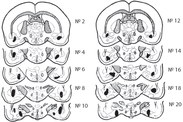 Иллюстрация к книге — Мотивированный мозг. Высшая нервная деятельность и естественно-научные основы общей психологии [i_011.jpg]