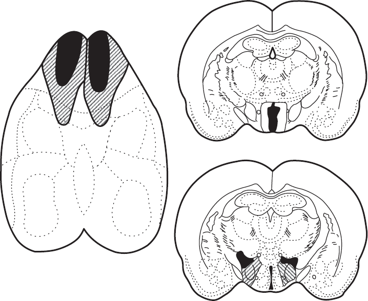 Иллюстрация к книге — Мотивированный мозг. Высшая нервная деятельность и естественно-научные основы общей психологии [i_026.jpg]