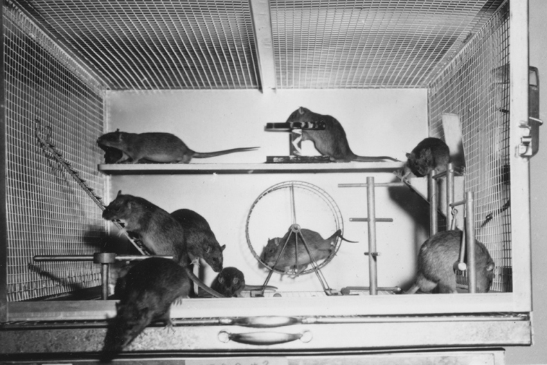 Иллюстрация к книге — Революция в голове. Как новые нервные клетки омолаживают мозг [i_019.jpg]