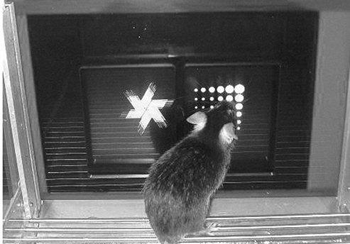 Иллюстрация к книге — Революция в голове. Как новые нервные клетки омолаживают мозг [i_025.jpg]