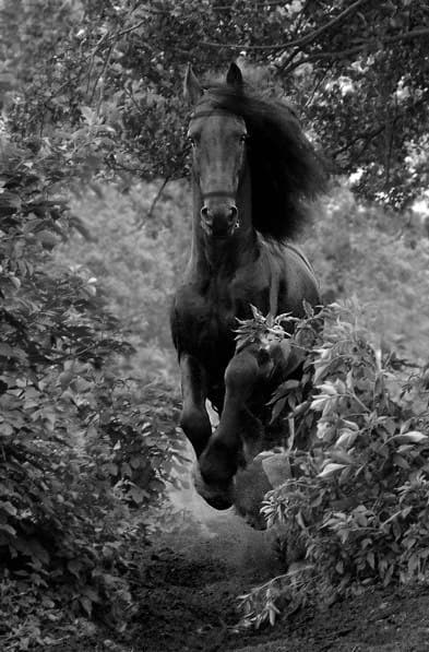 Иллюстрация к книге — Легенда о Глорусе [i_005.jpg]