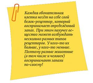 Иллюстрация к книге — Секреты кошек. Как понять кошку и стать ей другом [i_010.jpg]