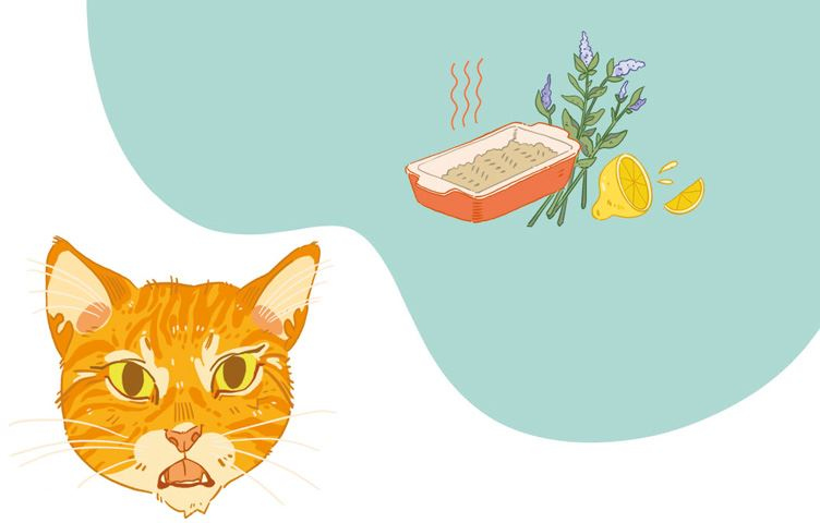 Иллюстрация к книге — Секреты кошек. Как понять кошку и стать ей другом [i_012.jpg]