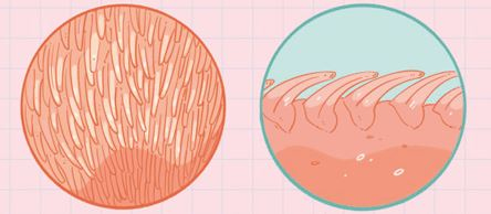 Иллюстрация к книге — Секреты кошек. Как понять кошку и стать ей другом [i_017.jpg]