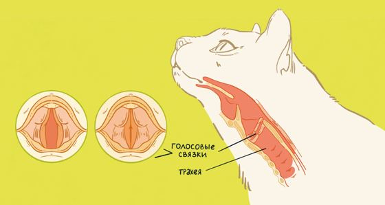 Иллюстрация к книге — Секреты кошек. Как понять кошку и стать ей другом [i_027.jpg]