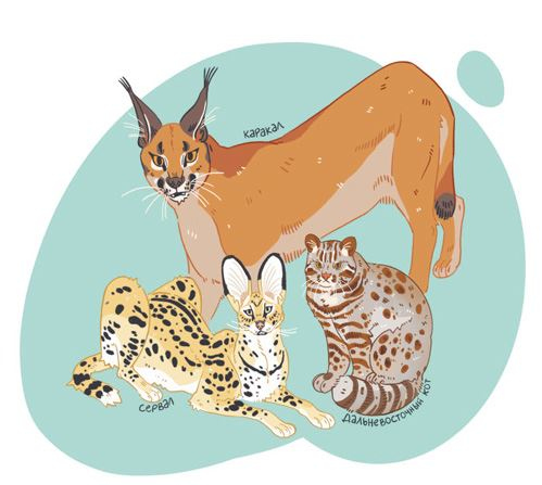 Иллюстрация к книге — Секреты кошек. Как понять кошку и стать ей другом [i_037.jpg]