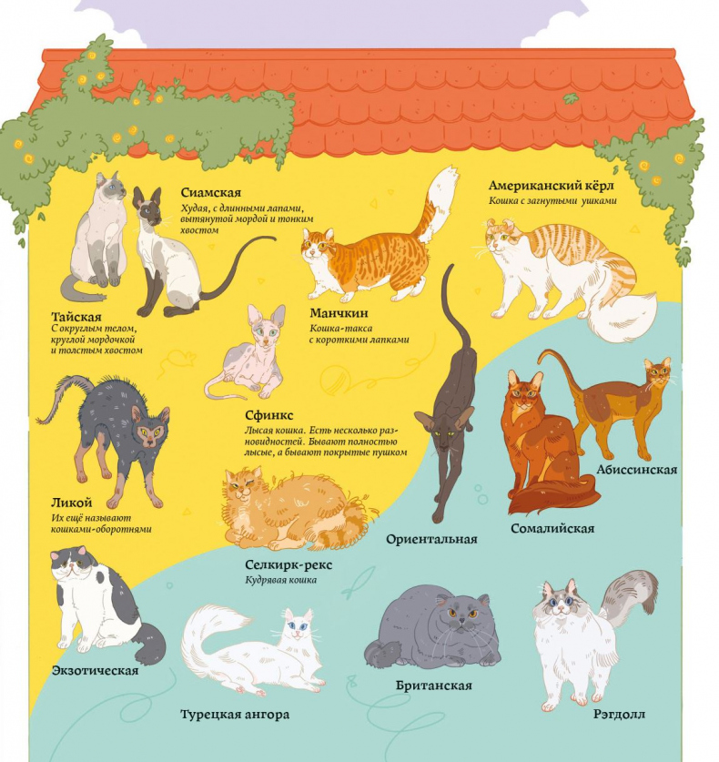 Иллюстрация к книге — Секреты кошек. Как понять кошку и стать ей другом [i_040.jpg]