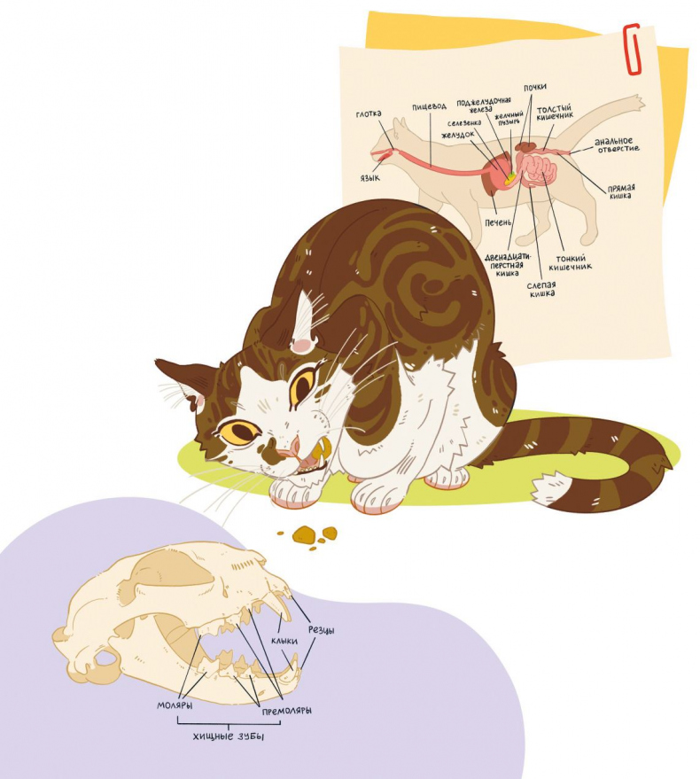 Иллюстрация к книге — Секреты кошек. Как понять кошку и стать ей другом [i_046.jpg]