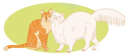 Иллюстрация к книге — Секреты кошек. Как понять кошку и стать ей другом [i_058.jpg]